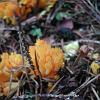 Ramaria aurea! (2)